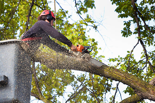 Best Emergency Storm Tree Removal  in Socastee, SC